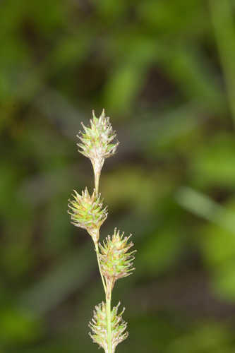 Carex festucacea #21